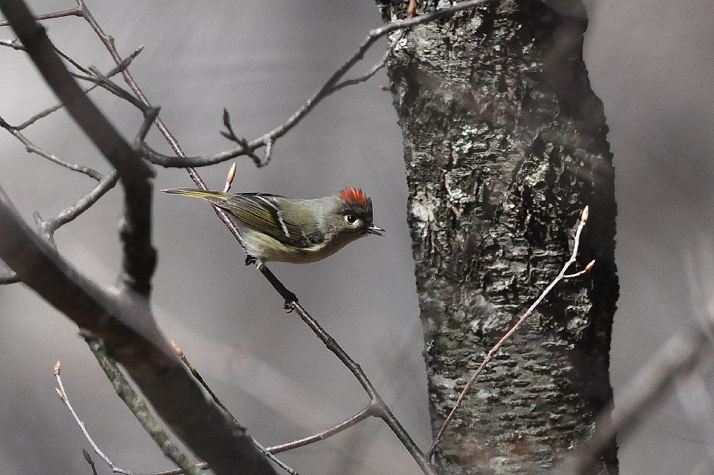 Kinglet, Ruby-crowned, 2018-04220396 Broad Meadow Brook, MA.JPG - Ruby-crowned Kinglet. Broad Meadow Brook WIldlife Sanctuary, MA, 4-22-2018